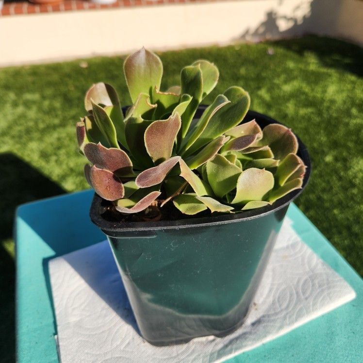 Succulants That Look Like Roses As They Grow