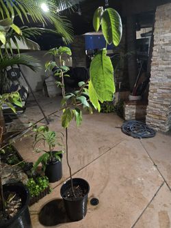 Cheramoya 6 Ft Tall .  Flowers Now About To Fruits Season 