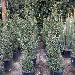 Star Jasmine