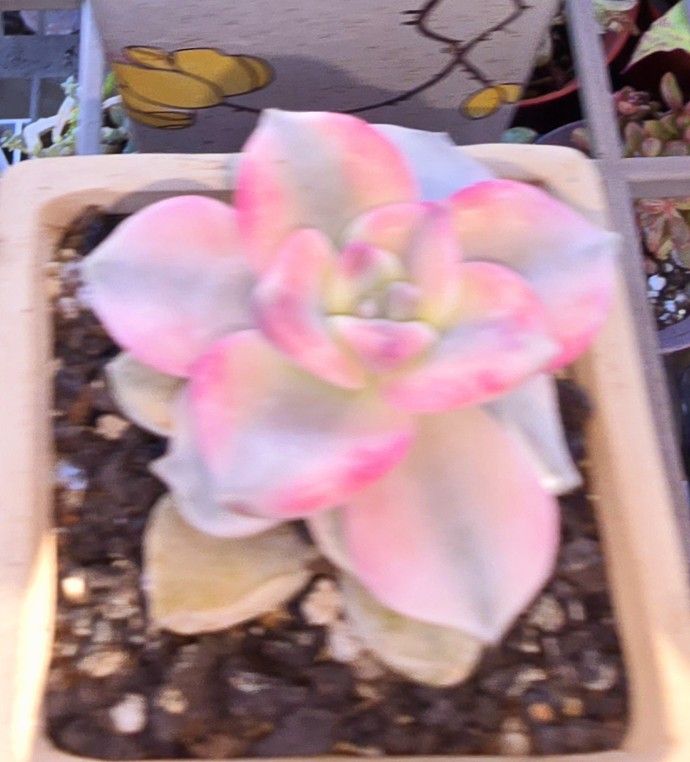 Rare Variegated Pink Delight Collectors Choice Korean Imported Pick Up In Upland