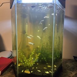 20 Gallon Hexagon Tank