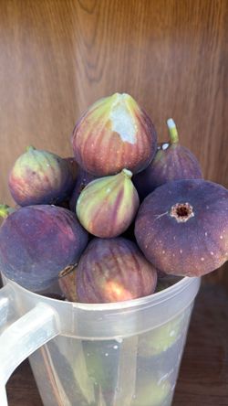 Fresh picked figs