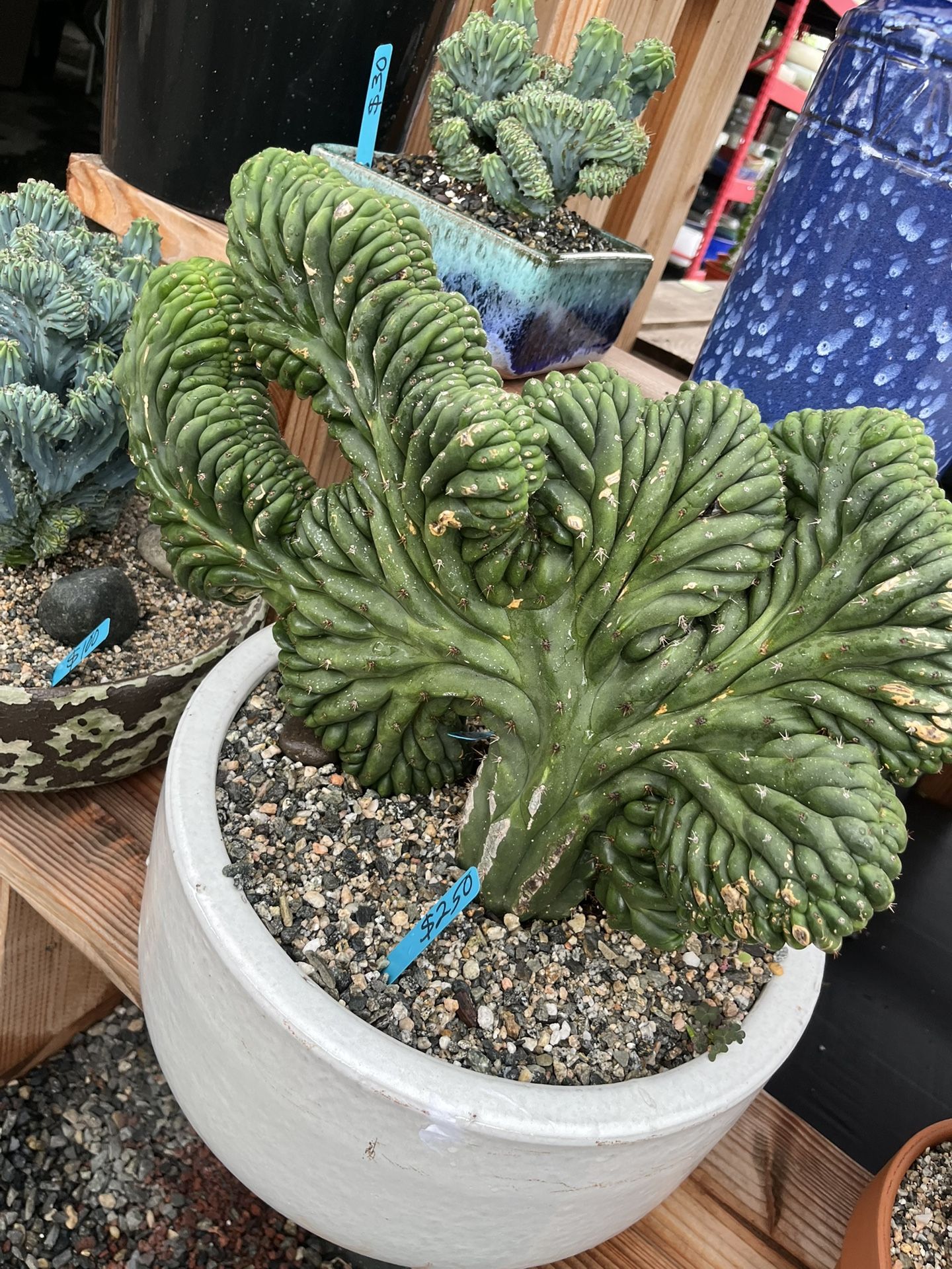 16”” Heavy Ceramic Pot With Crested Cact $250