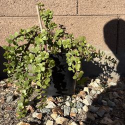 Elephant Bush Suculent 