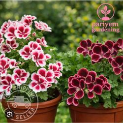 FREE!! GORGEOUS & RARE COLOR DEEP PINK /PURPLE MARTHA WASHINGTON GERANIUM CUTTINGS