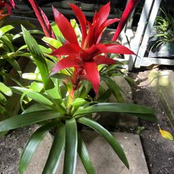 Bromeliads Guzmania In 6” Pot. SPECIAL PRICE 🤩