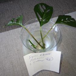 3 Swiss Cheese Adonsii Vine Cuttings $7 -Ship $3.50 Or Deltona, Fl Pickup  $5