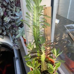 Euphorbia Green And Trigona Royal Red 