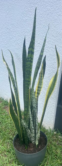 Dracaena trifasciata commonly known as snake plant/mother-in-law tongue