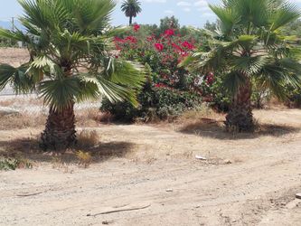 Free palm trees