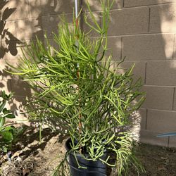 Firestick  plant 35”