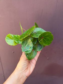 4” begonia conchifolia