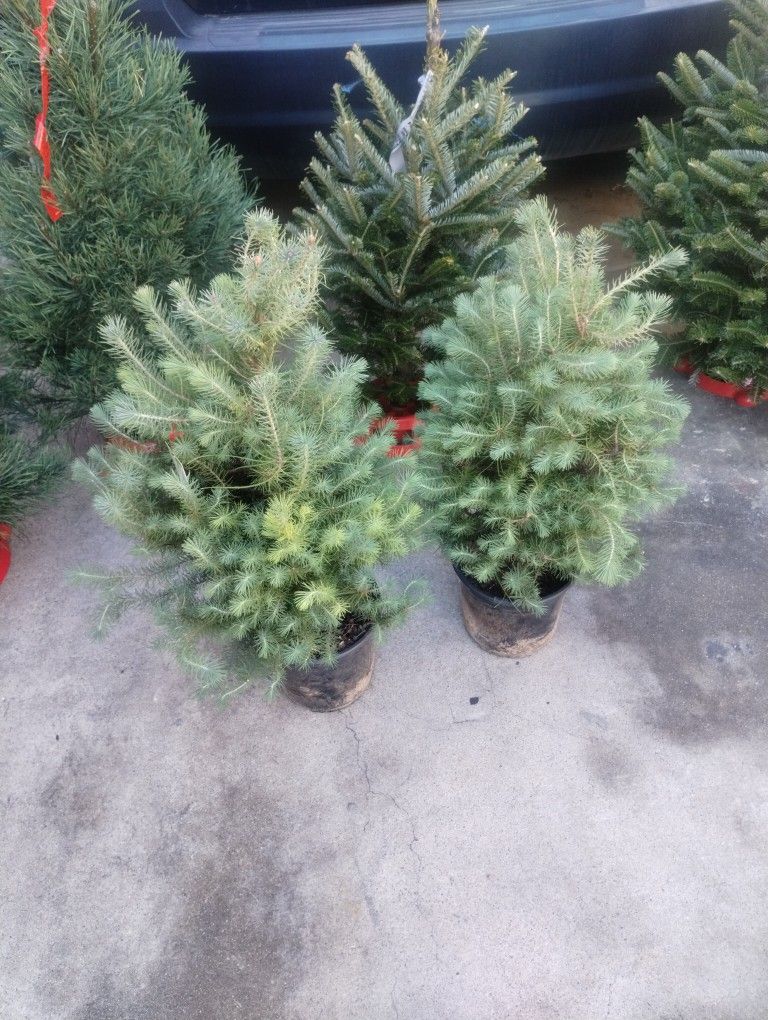 Stone Pine Christmas Tree 
