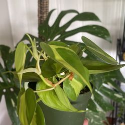 Brazil Philodendron House Plant 