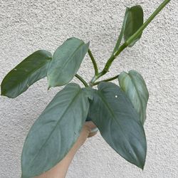 Beautiful Philodendron Silver Sword Plant With Pot