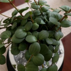 🪴Peperomia Hope Plant 🪴