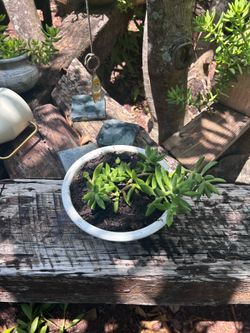 Plant