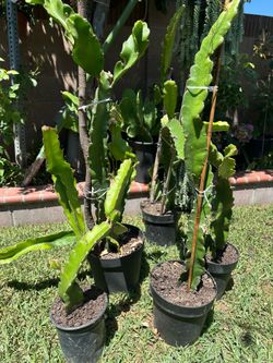 Dragon fruit plant