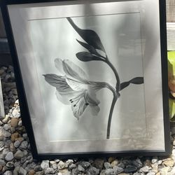 Framed Picture Behind The Glass, Flower, Black & White, 21” H x 17” W