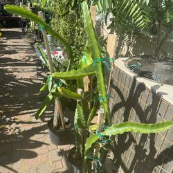Dragon Fruit Plant.  3-4 Ft Height 