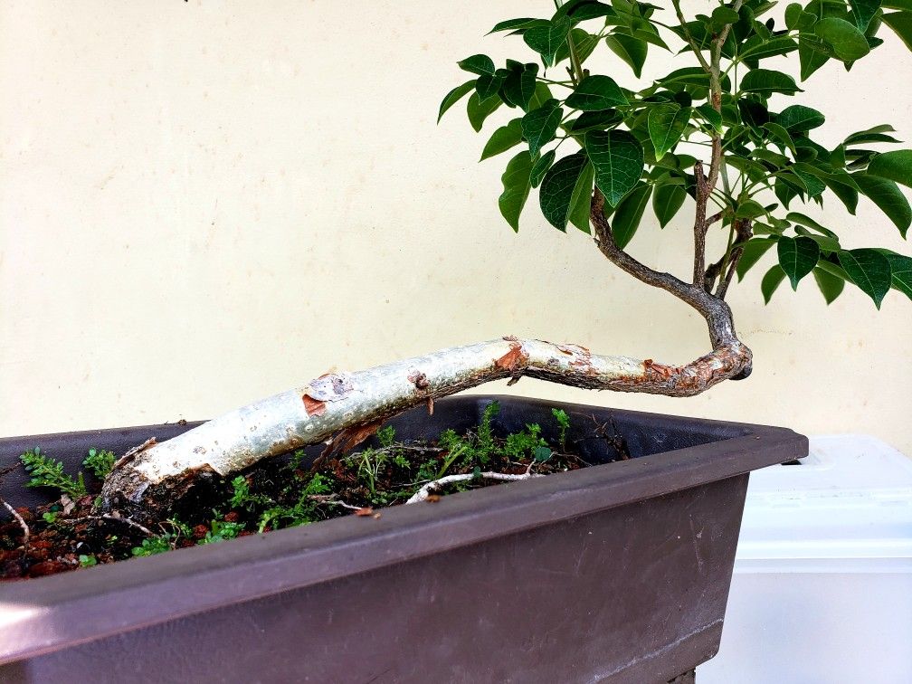 Gumbo limbo bonsai