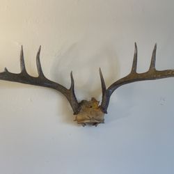 $30 – Real Deer Antlers Wall Decor – Unique Rustic Style 