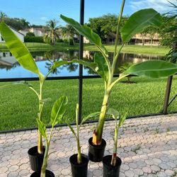 Ice cream Thai banana plant
