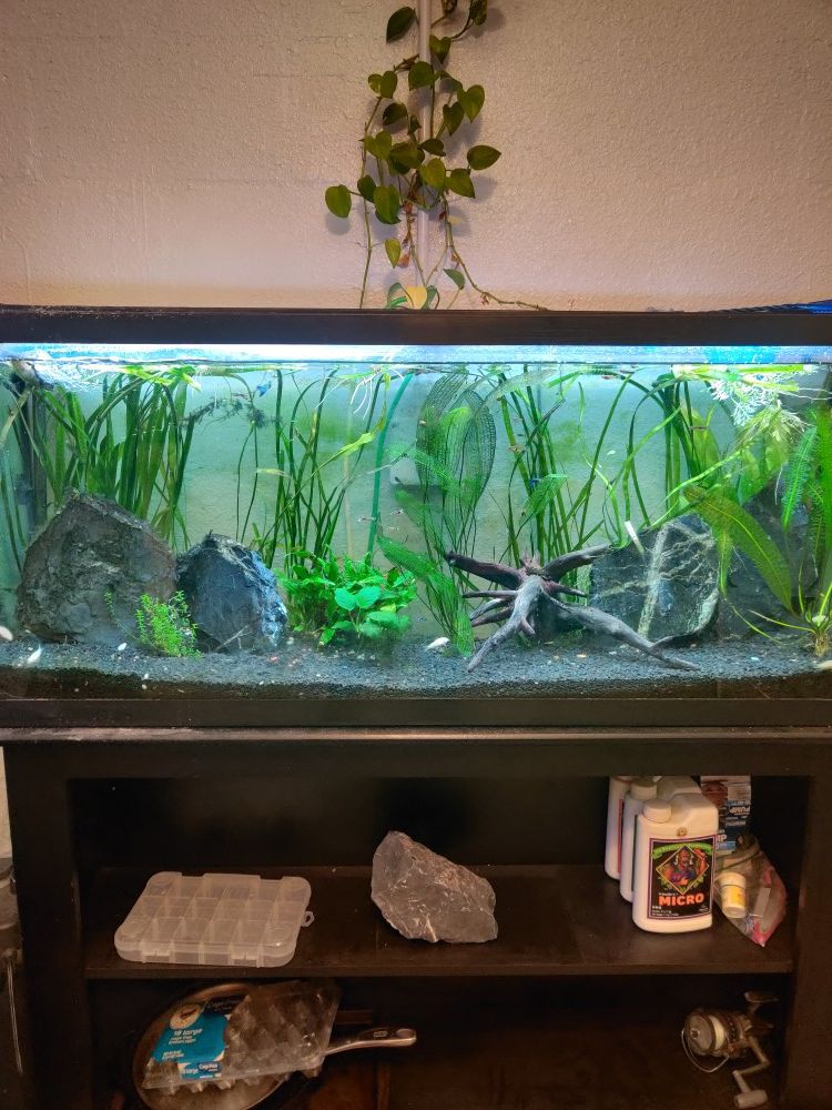 Fish tank setup