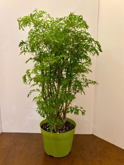 Ming aralia 7” pot a