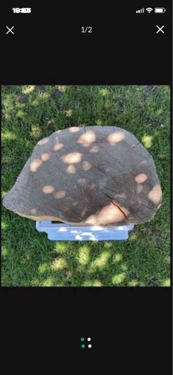 Large Air Dried Cedar Slab 22” X 16” X 3.5”