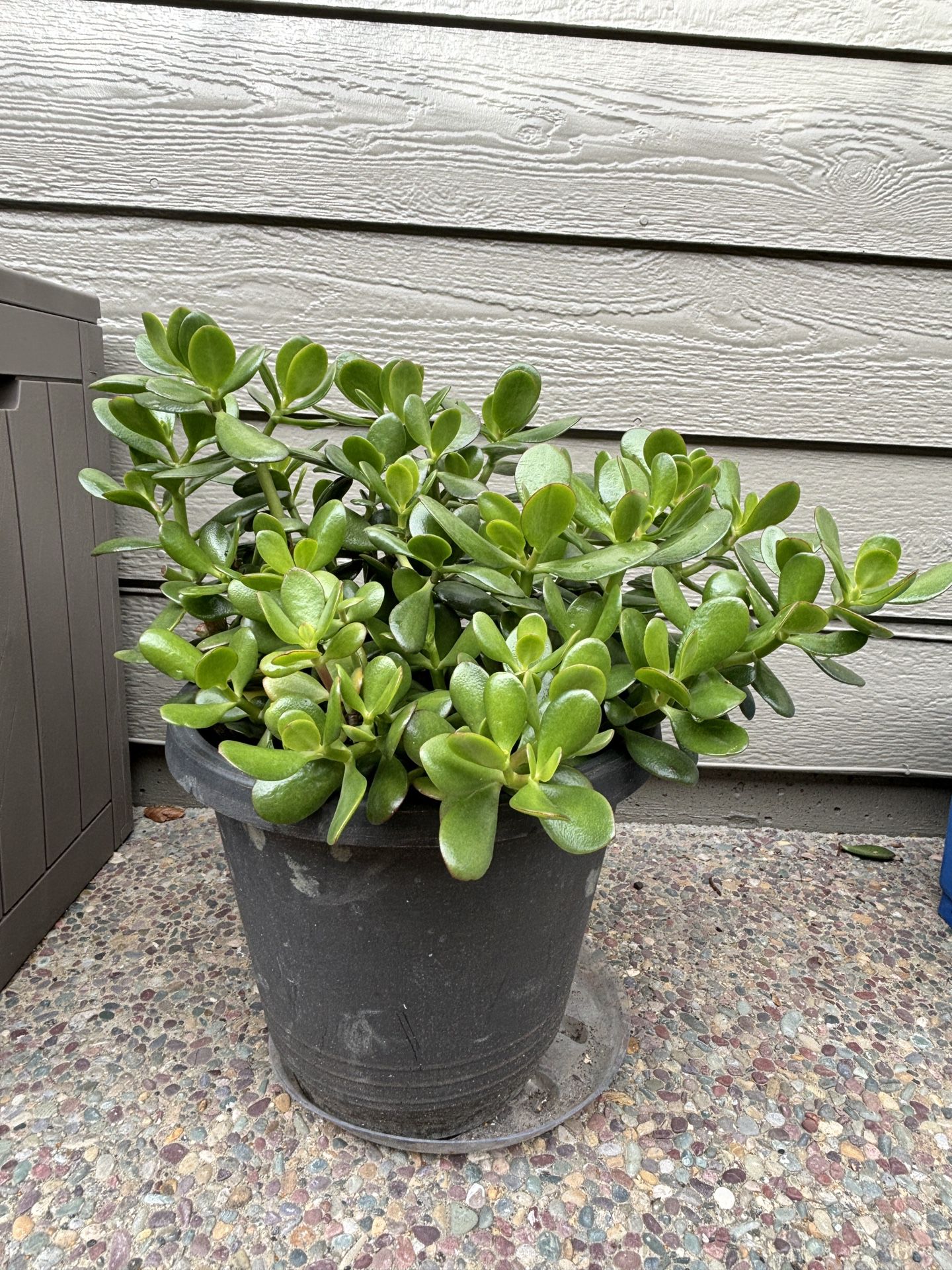 Lucky Jade Plant With Container 