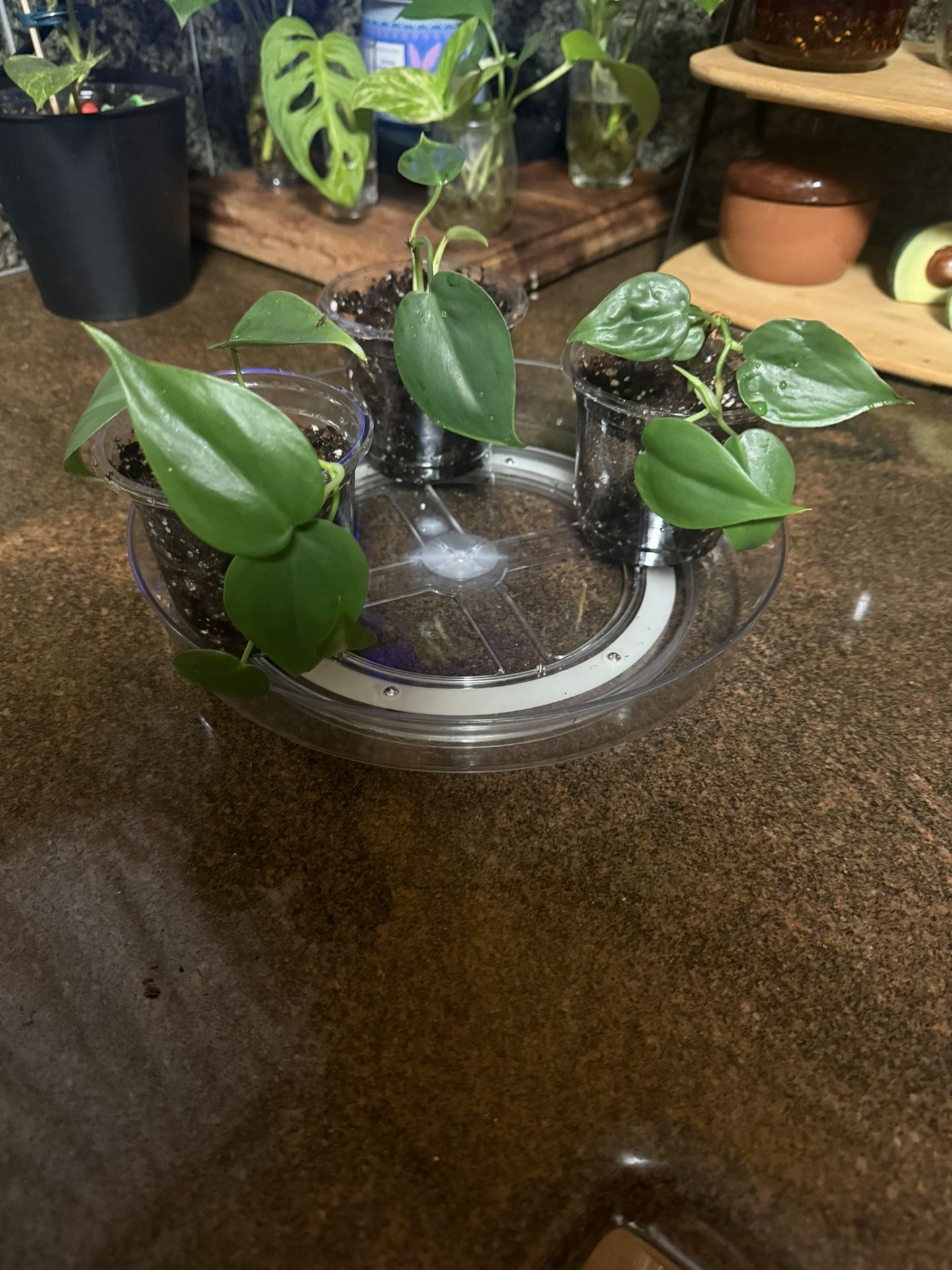 Philodendron