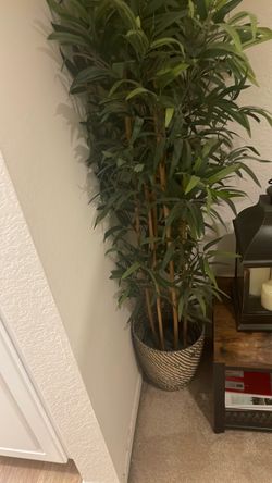 Decorative Bamboo plant