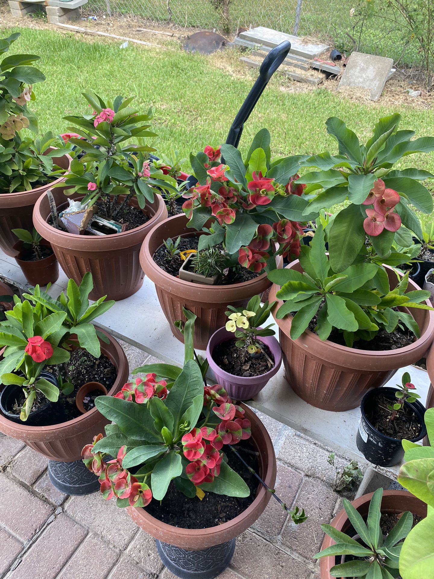 Vendo Coronas  De Cristo DIF.Colores Y Cactus