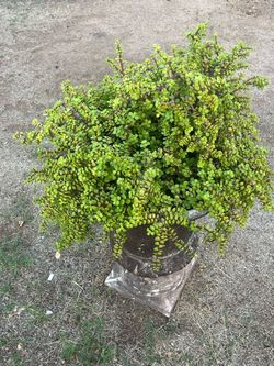 Extra Extra Extra Large Elephant Food Plant