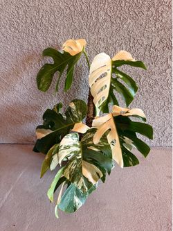 Monstera Albo Plant - 10inch #7