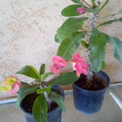 Plantas