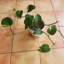 Pothos Plant
