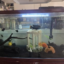 Fish Tank Decorations