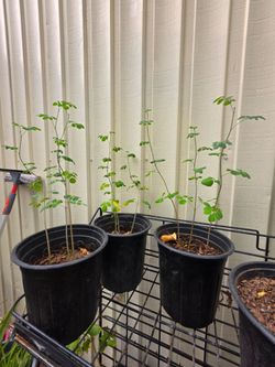 Moringa plants