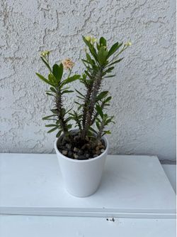 Crown of Thorns Yellow