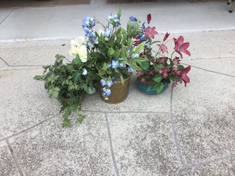 Dry flowers and greenery’s