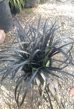 Black grass