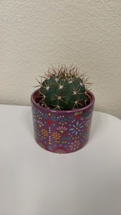 Cactus