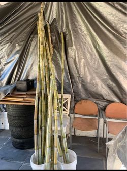 Sugar Canes