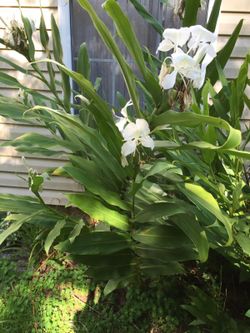 Perennial ginger plant
