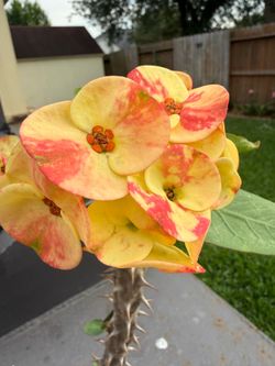 Crown of thorns