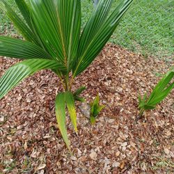 Lawn Mower/Coconut Palms Trees Just 10 Each 