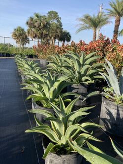 Agave 3g $12.50- 7g $25