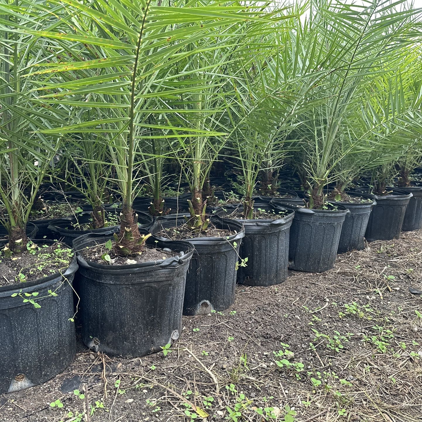 Sylvester Palms